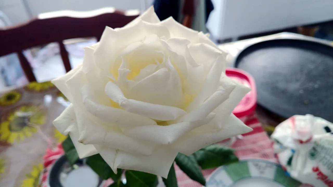 foto-macro-foco-assunto