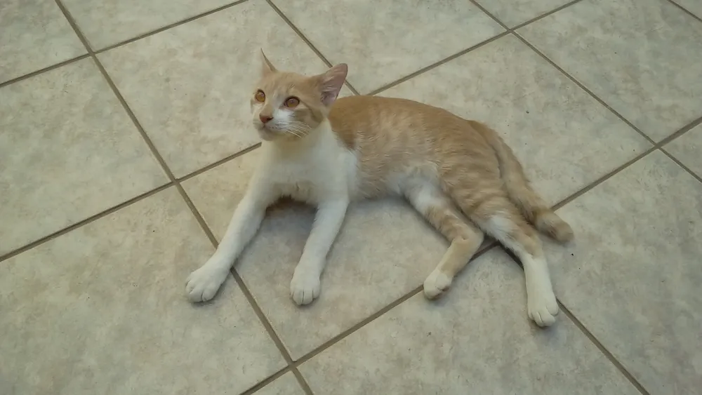 LG-K4-foto-gato-ext